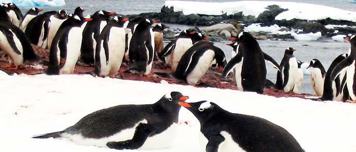 フライ クルーズ 南極圏探索12 13日間 前泊ホテルなし チャーター機付の見どころ