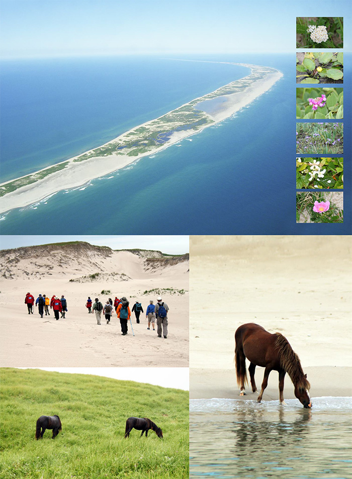 三日月の島を駆ける野生馬