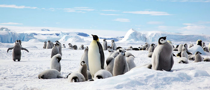 復活！南極スノーヒル島・皇帝ペンギン探索クルーズ14日間